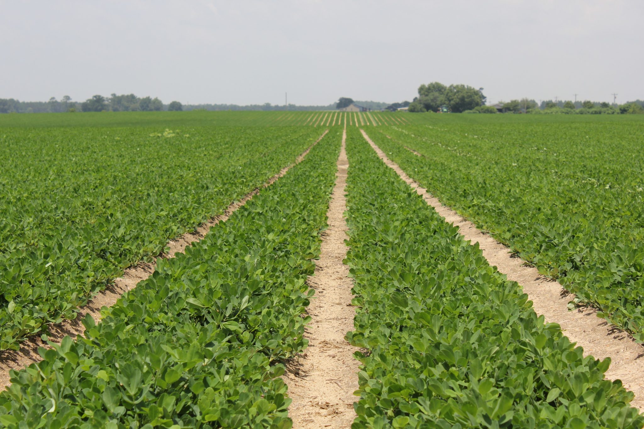 Sustainability Southern Peanut Farmers