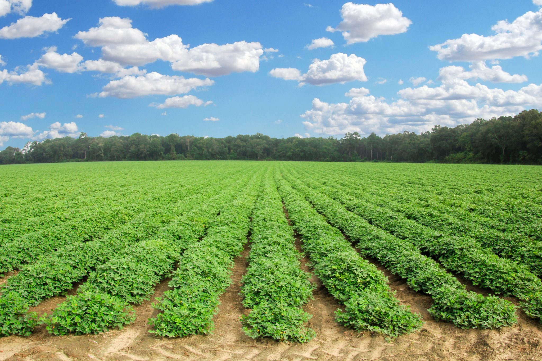 Southern Peanut Farmers | Southern Peanut Growers Conference